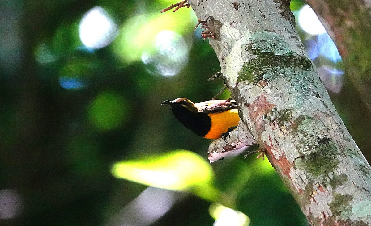 Sahul Sunbird - ML646635447