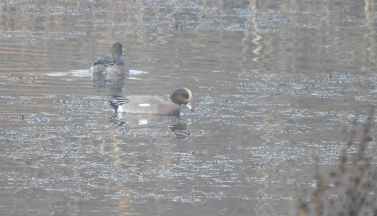 Eurasian Wigeon - ML646635452