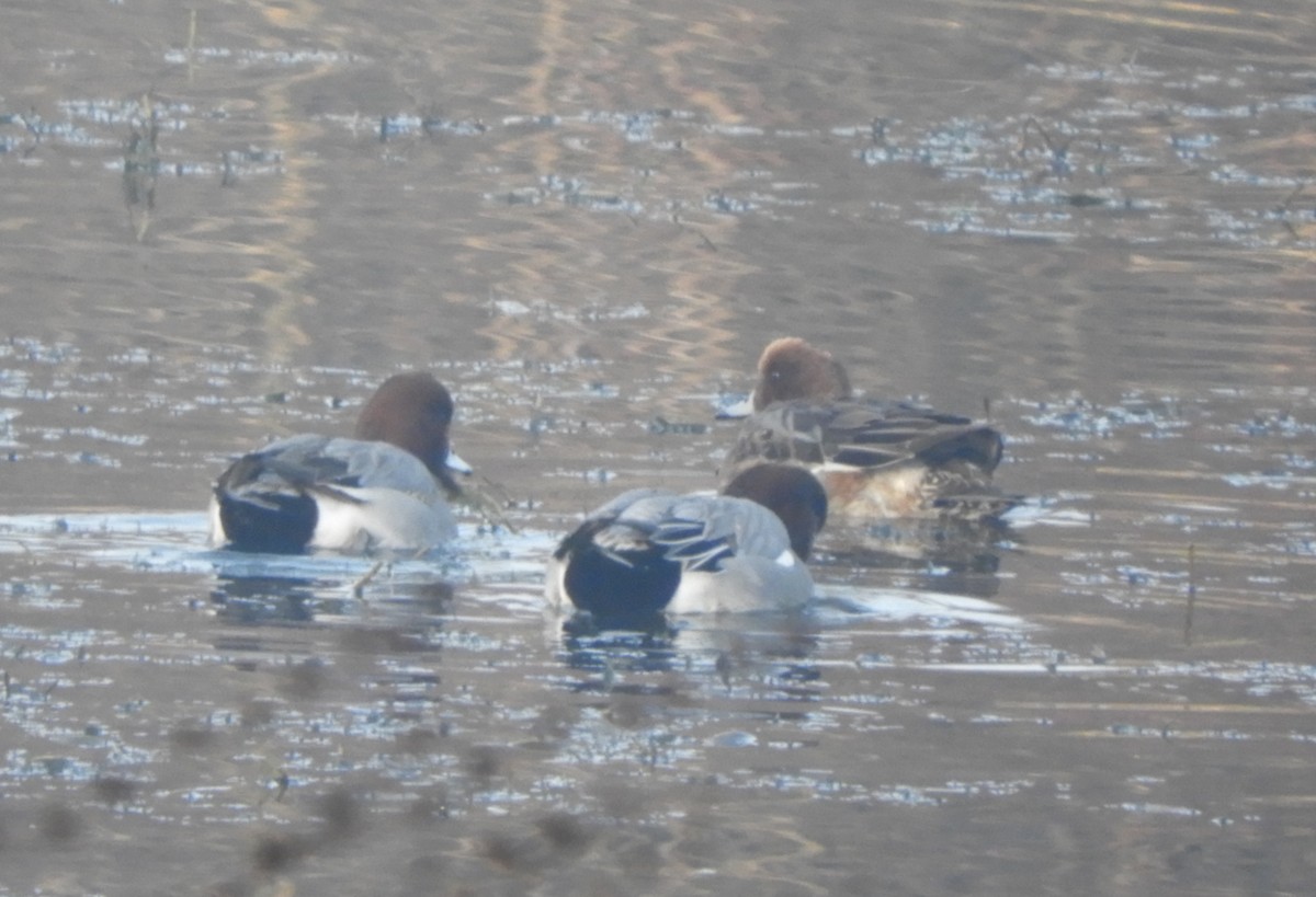 Eurasian Wigeon - ML646635453