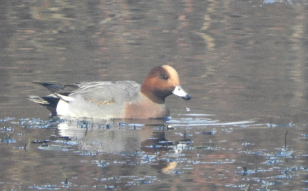 Eurasian Wigeon - ML646635457