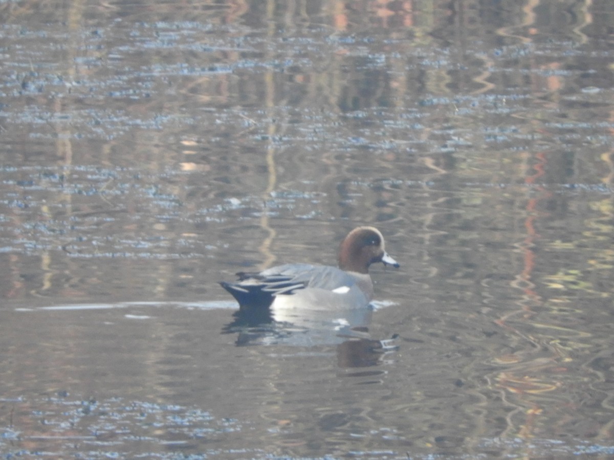 Eurasian Wigeon - ML646635458