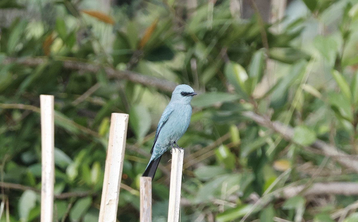 Papamoscas Verdín - ML646635460