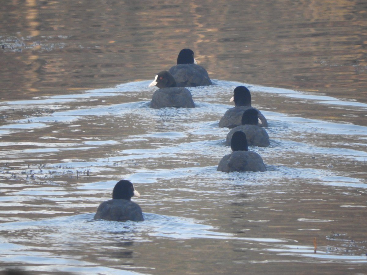 Eurasian Coot - ML646635461