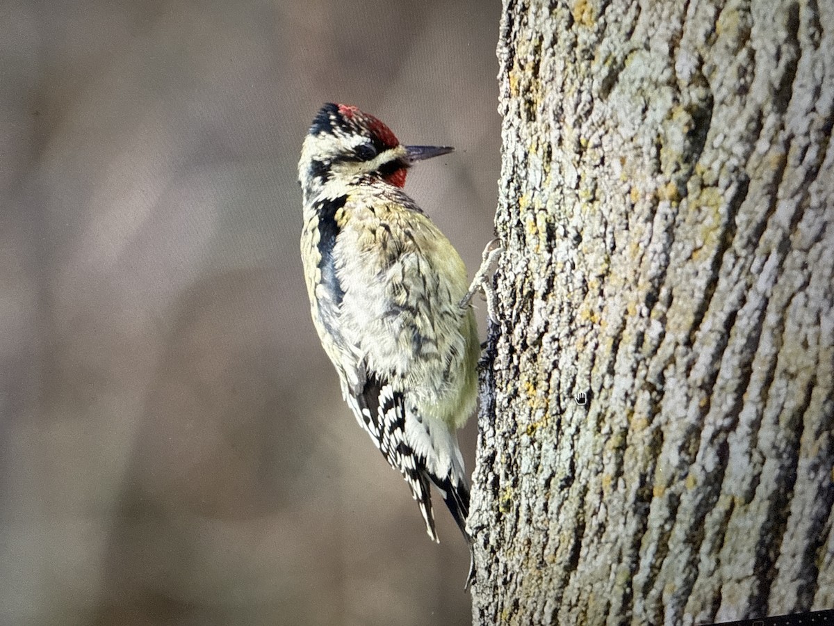 Yellow-bellied Sapsucker - ML646635462