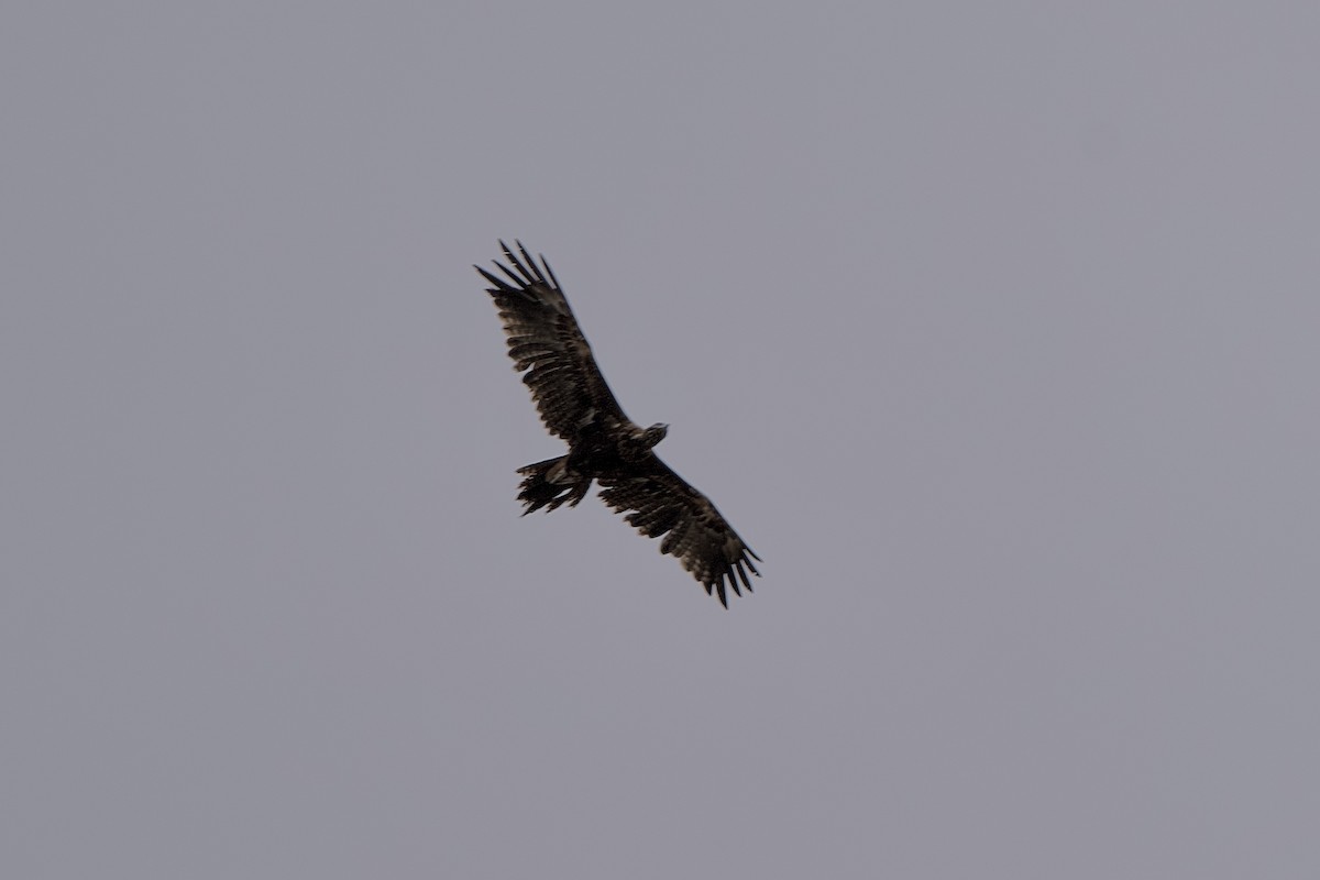 Wedge-tailed Eagle - ML646635470