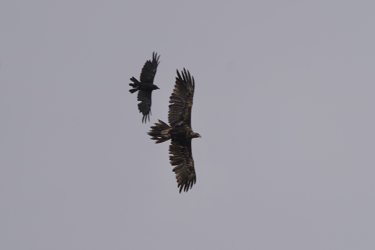Wedge-tailed Eagle - ML646635471