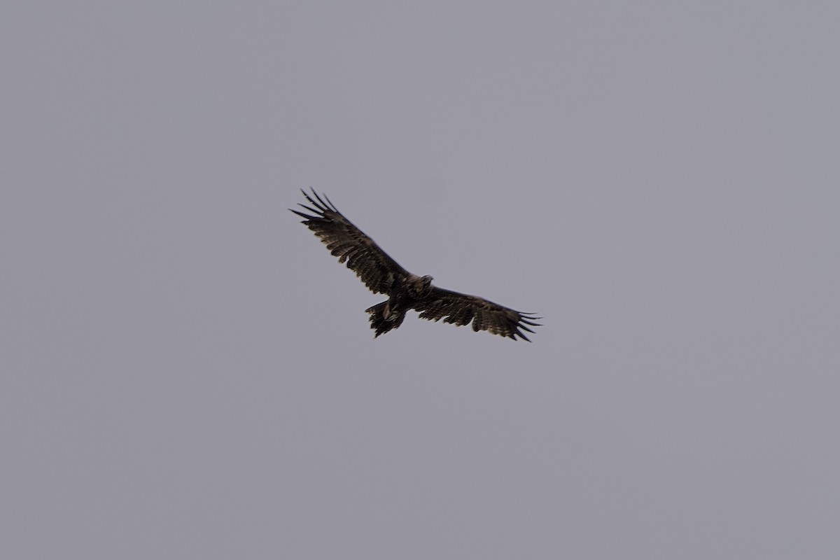 Wedge-tailed Eagle - ML646635472
