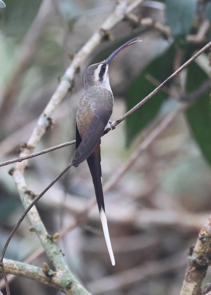 Sooty-capped Hermit - ML646635473