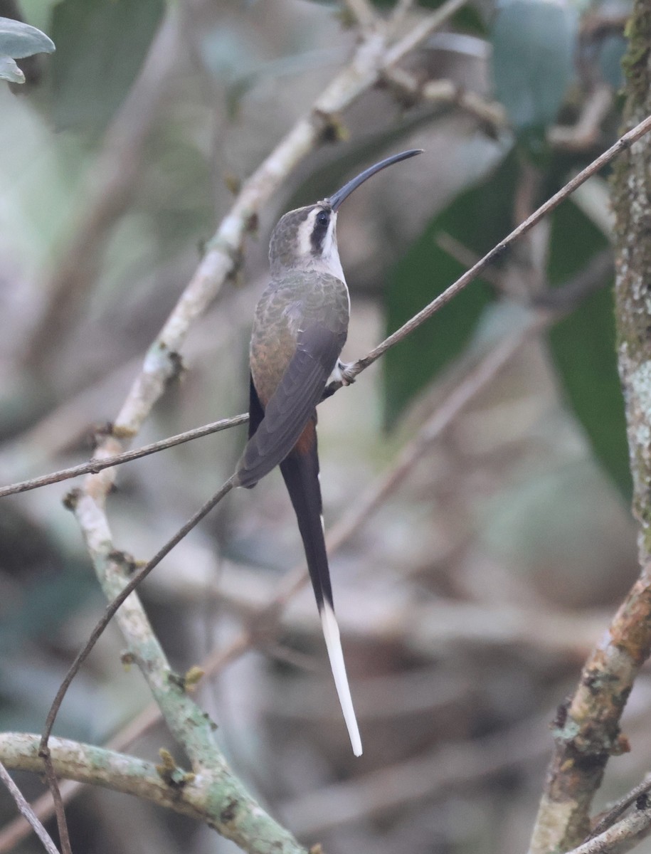 Sooty-capped Hermit - ML646635474