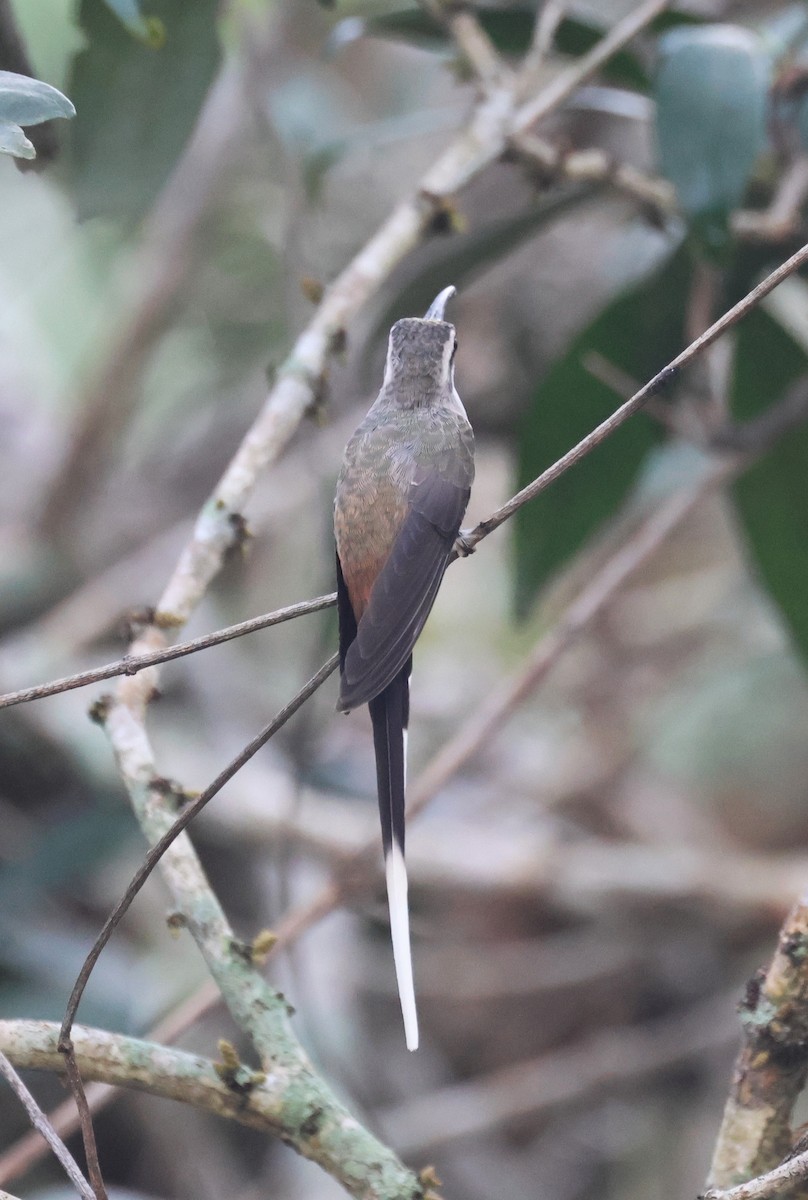 Sooty-capped Hermit - ML646635475