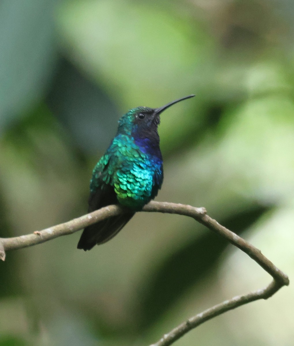 Santa Marta Sabrewing - ML646635477