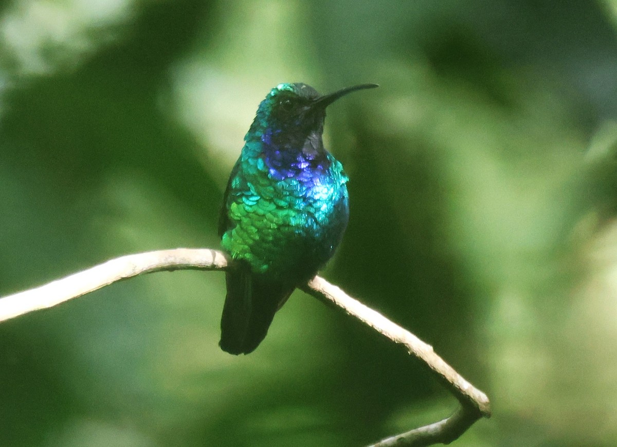 Santa Marta Sabrewing - ML646635478