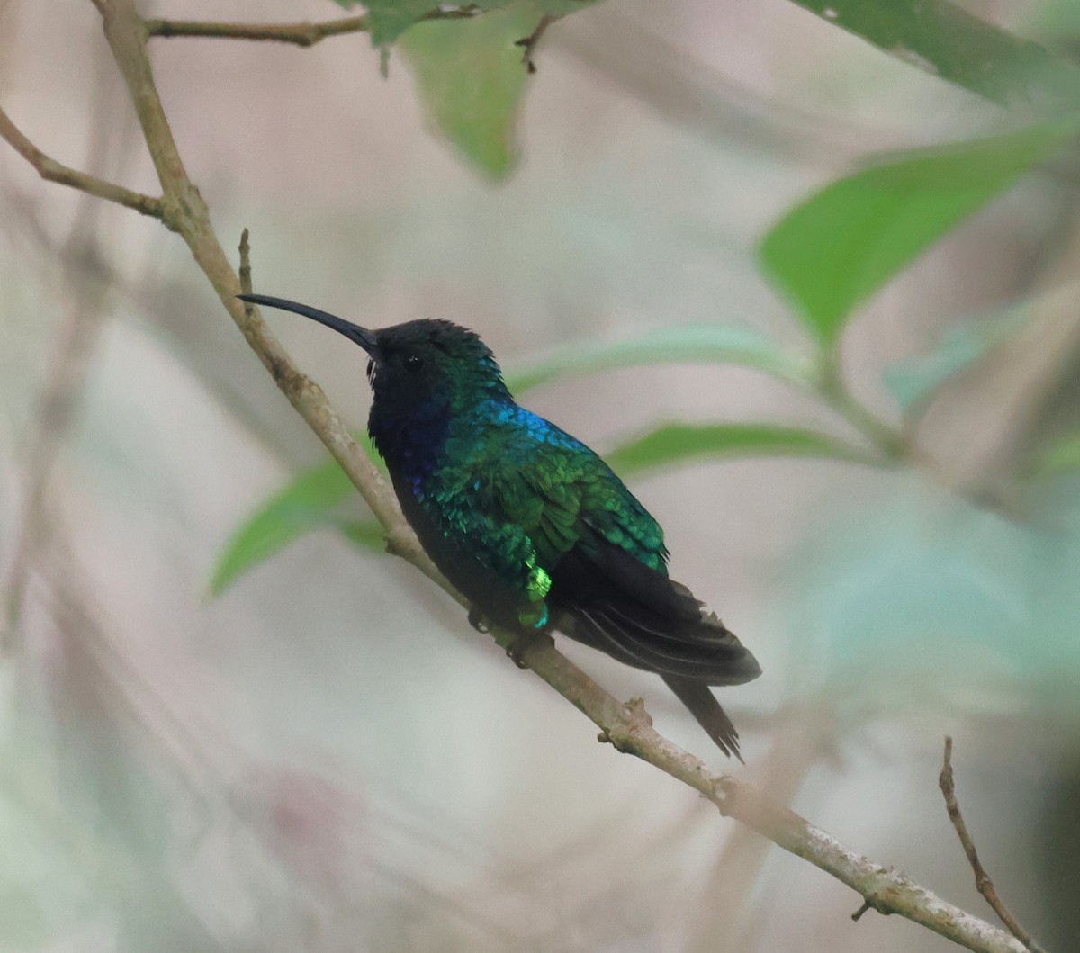 Santa Marta Sabrewing - ML646635479