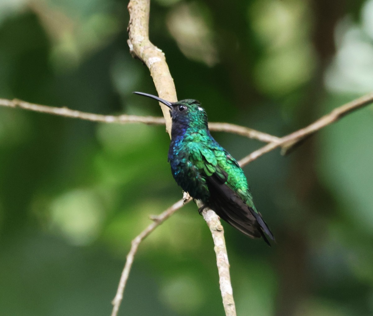 Santa Marta Sabrewing - ML646635480