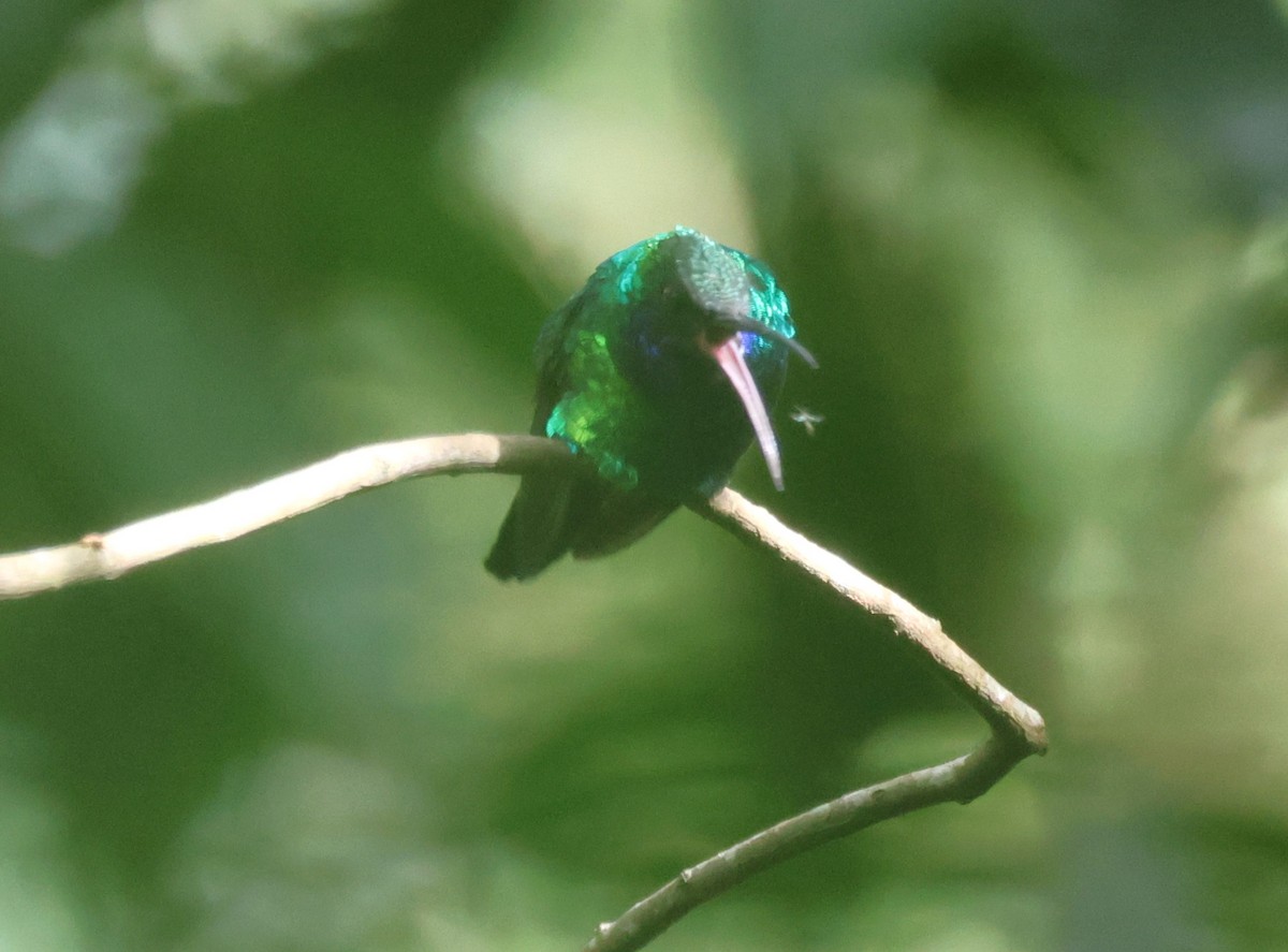 Santa Marta Sabrewing - ML646635481