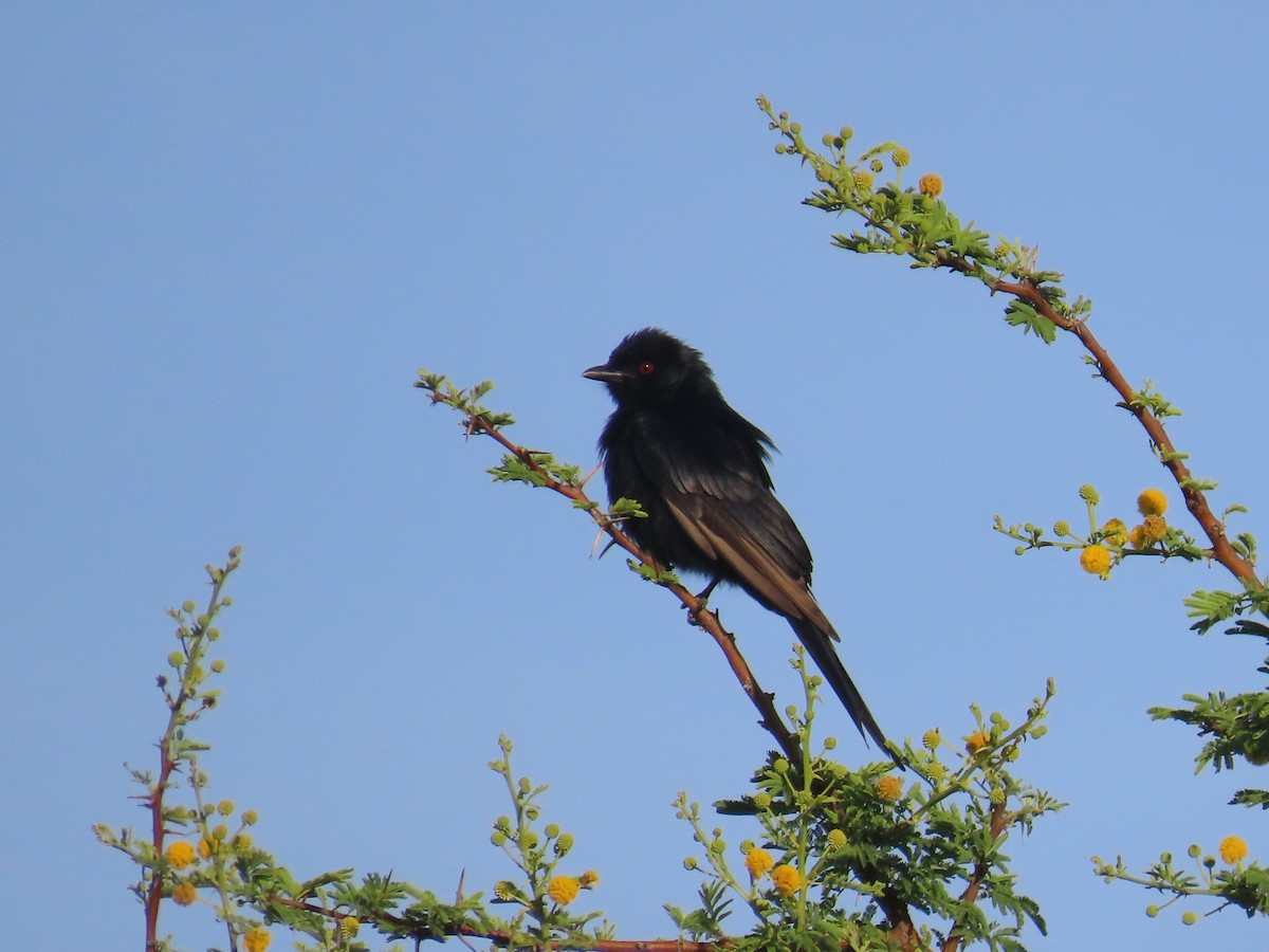 Fork-tailed Drongo - ML646635482