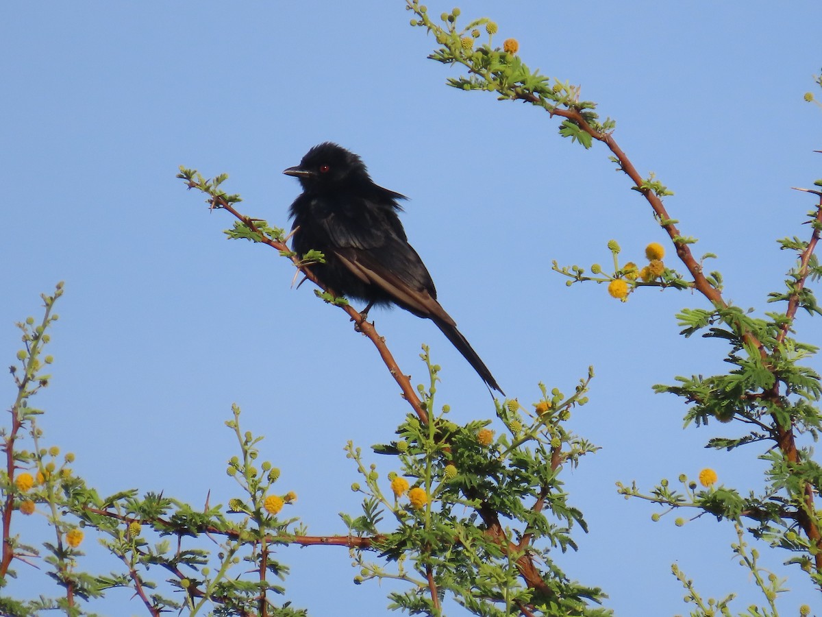 Fork-tailed Drongo - ML646635484