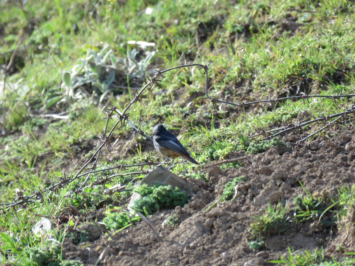Black Redstart - ML646635489
