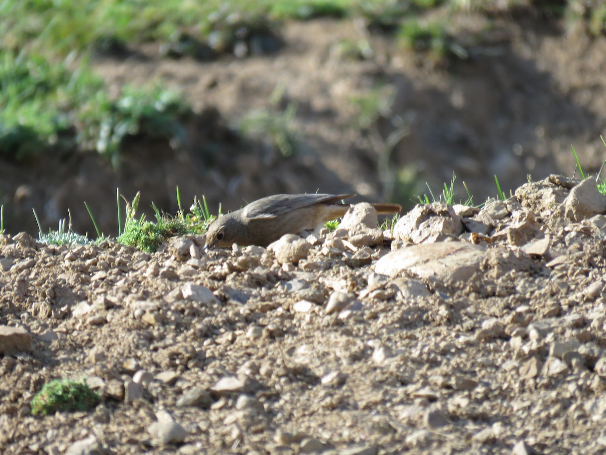 Black Redstart - ML646635490