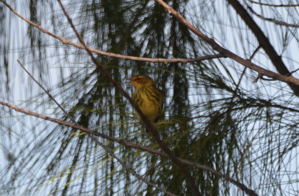 Cape May Warbler - ML646635491