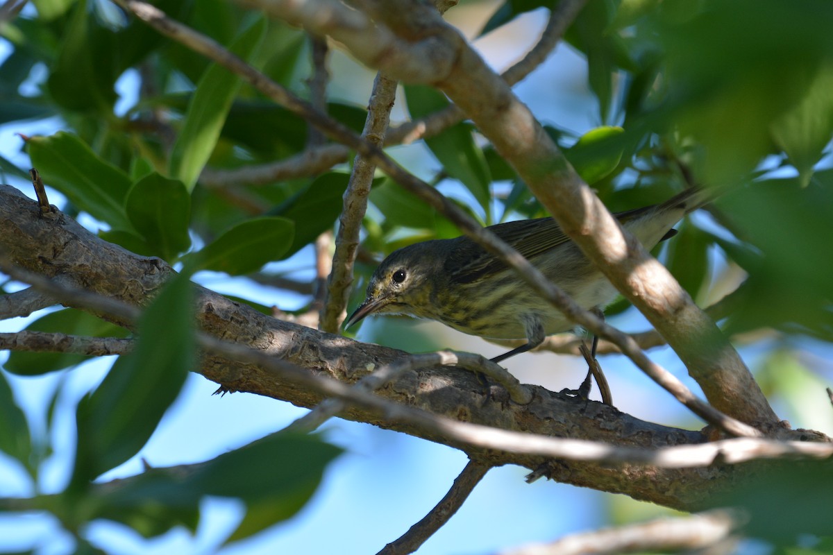 Cape May Warbler - ML646635492