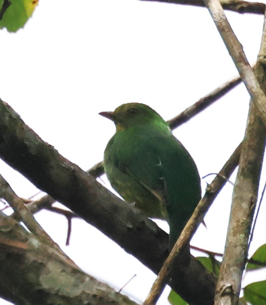 Golden-breasted Fruiteater - ML646635493