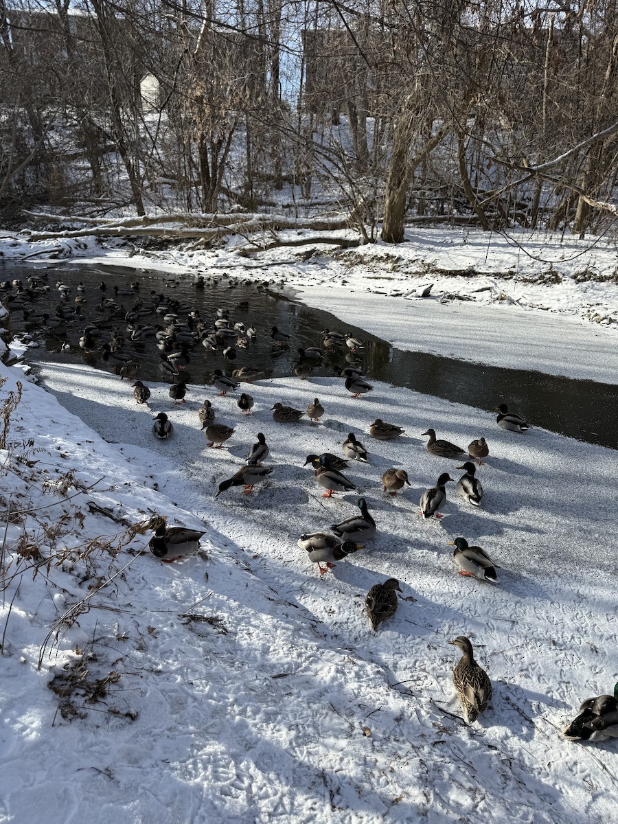 Mallard - ML646635495