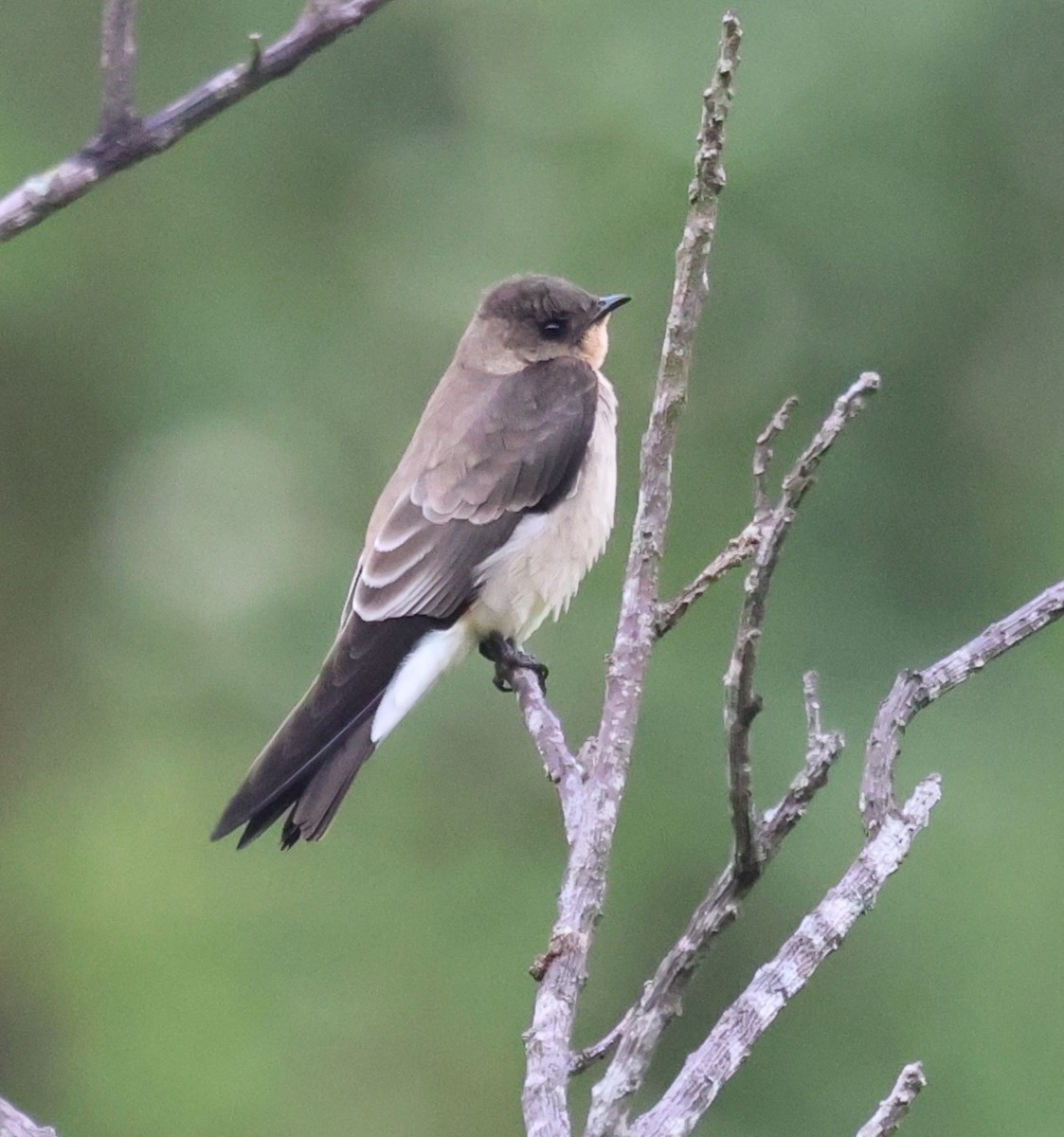 Southern Rough-winged Swallow - ML646635498
