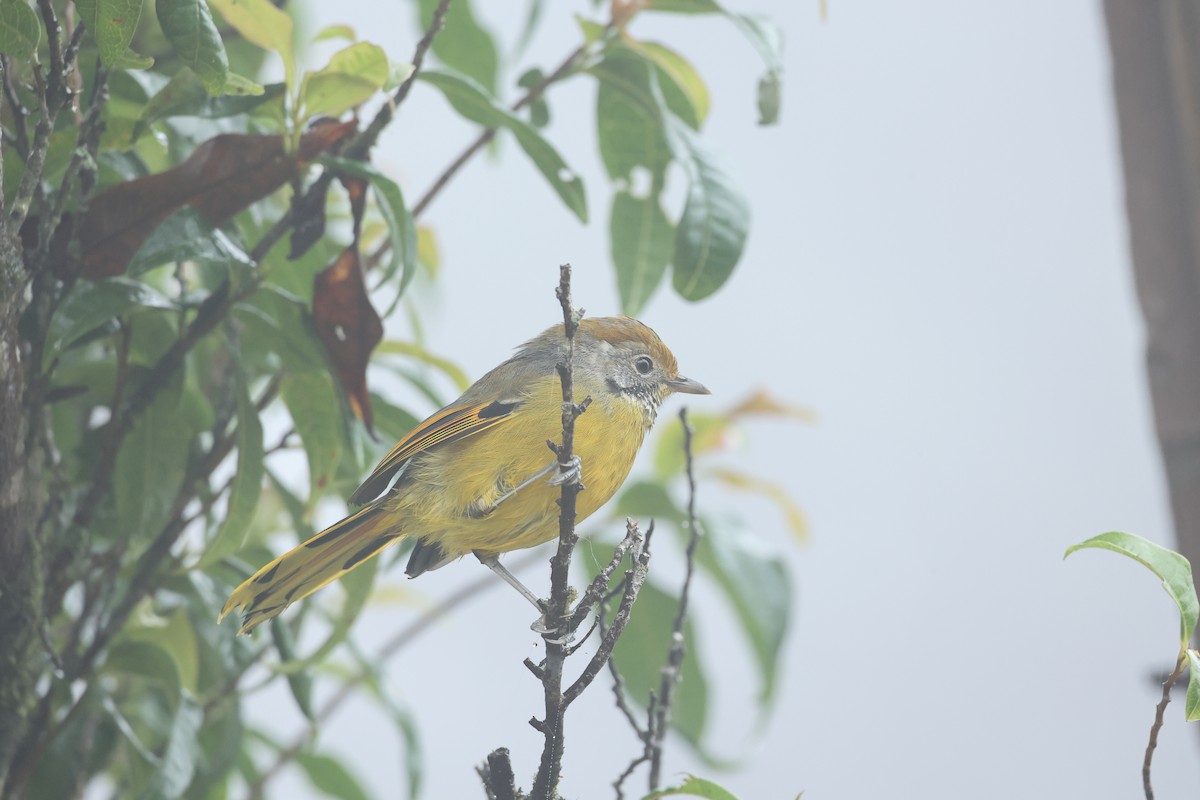 Chestnut-tailed Minla - ML646635499