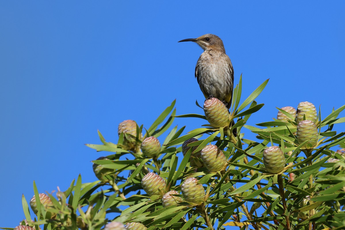 Mielero Abejaruco de El Cabo - ML646635501