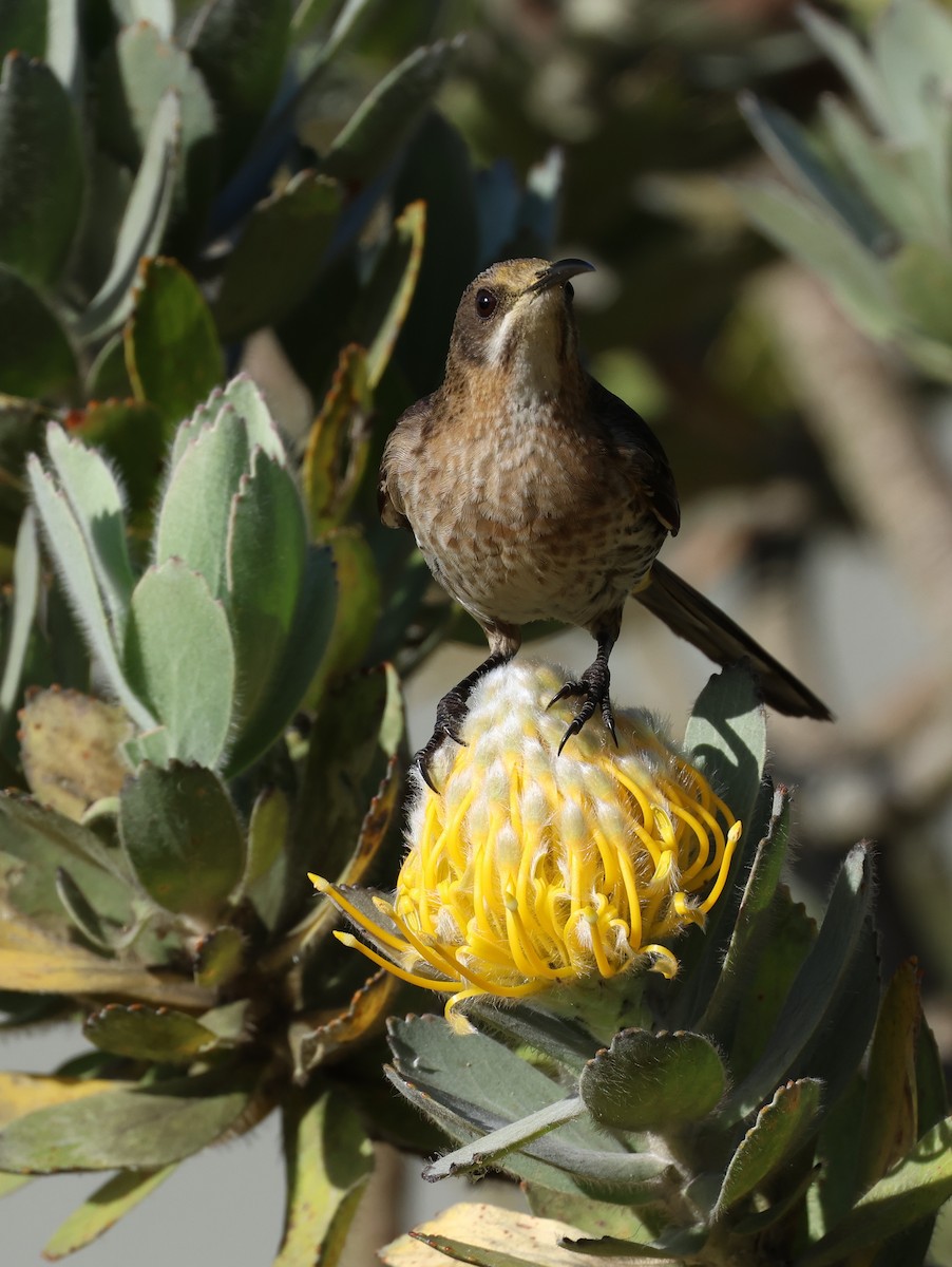 Mielero Abejaruco de El Cabo - ML646635502