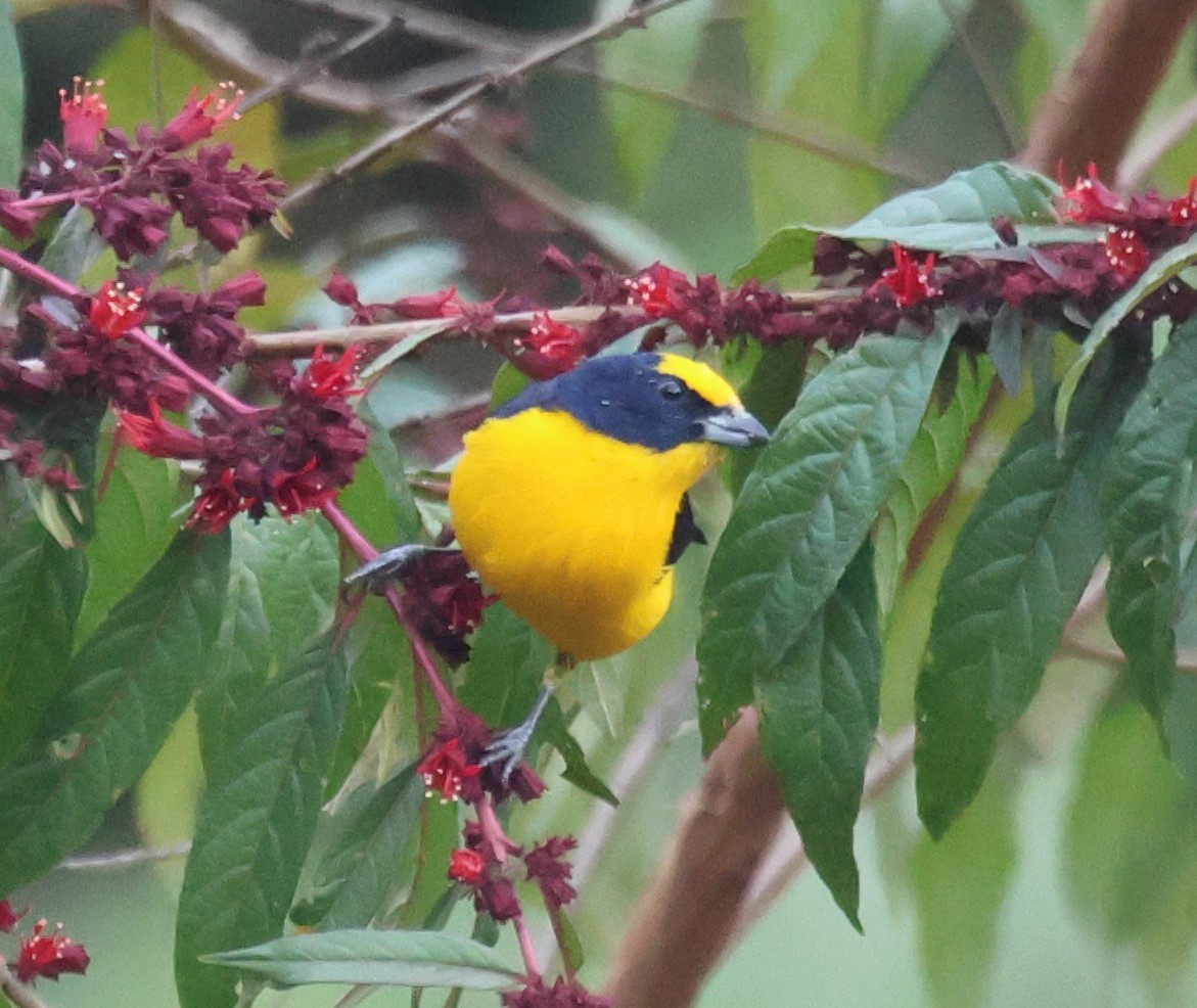 Thick-billed Euphonia - ML646635505