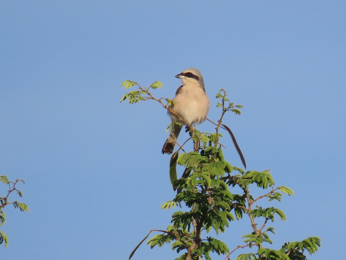 Red-backed Shrike - ML646635506