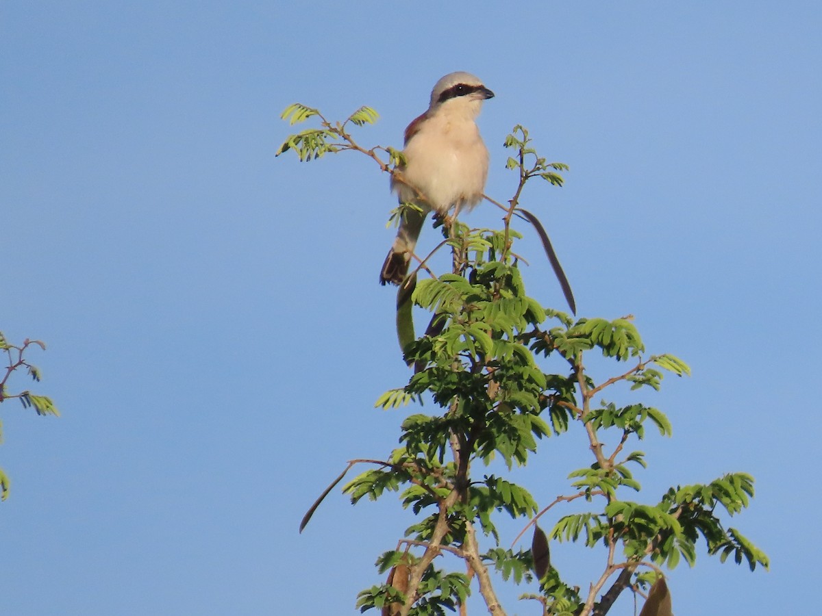 Red-backed Shrike - ML646635508