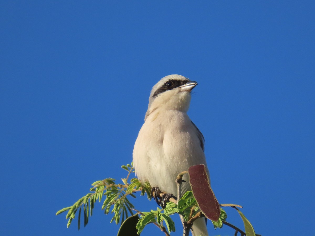 Red-backed Shrike - ML646635509