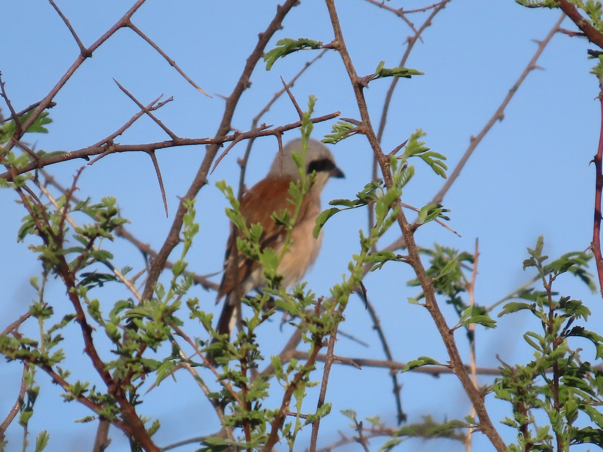 Red-backed Shrike - ML646635510