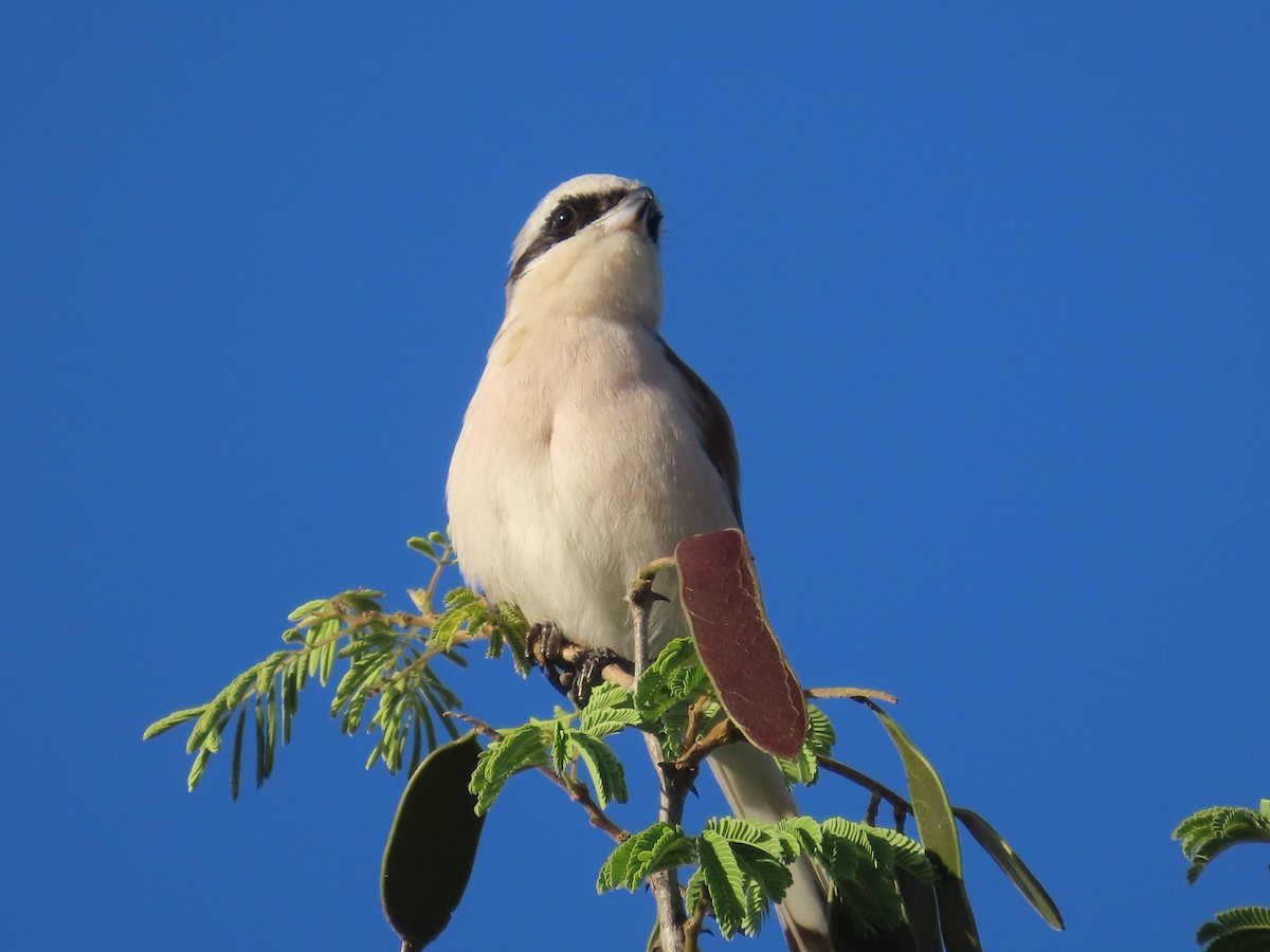 Red-backed Shrike - ML646635511