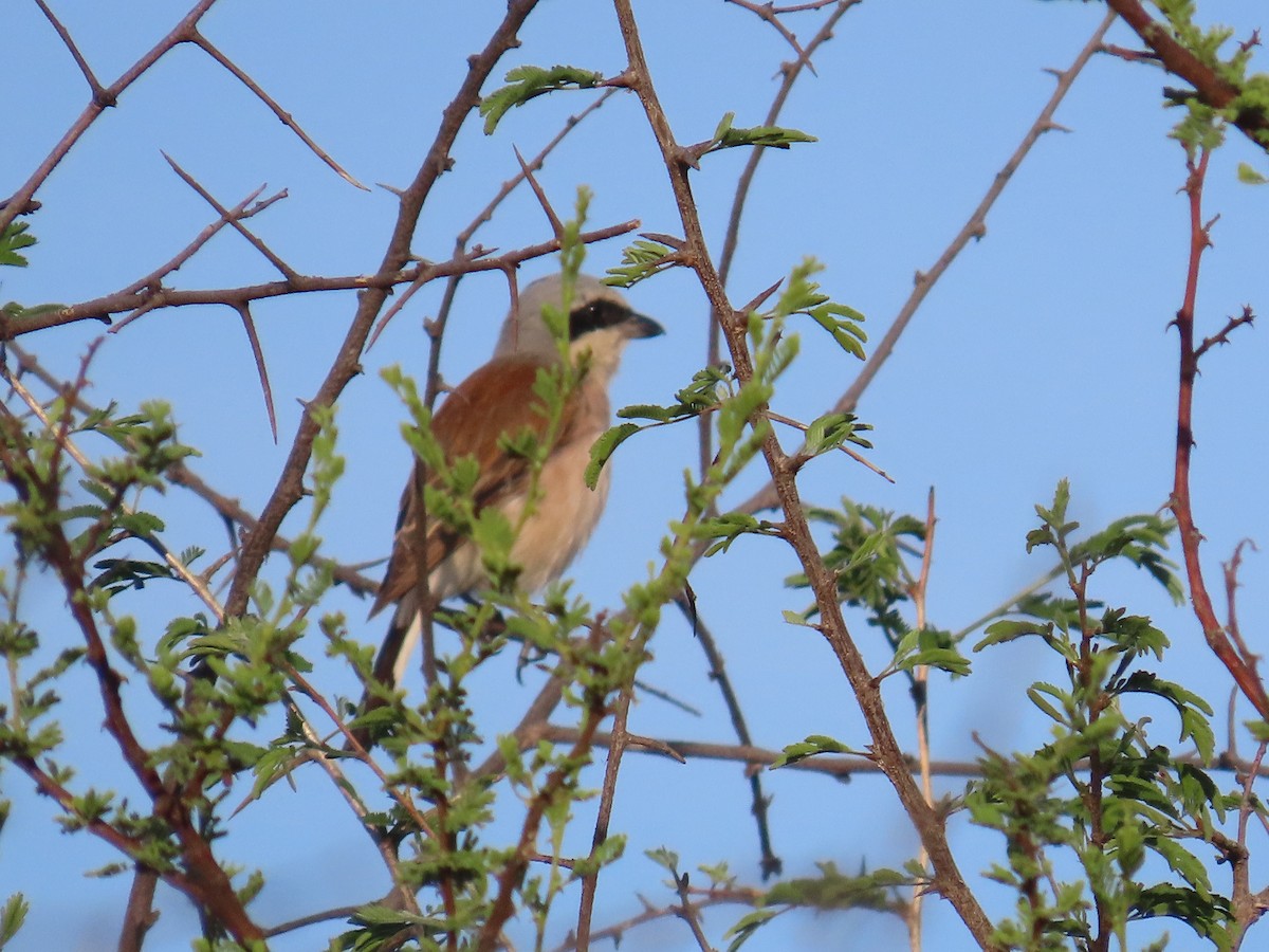 Red-backed Shrike - ML646635512