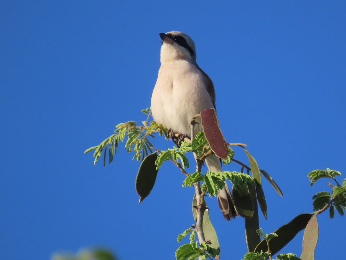 Red-backed Shrike - ML646635513