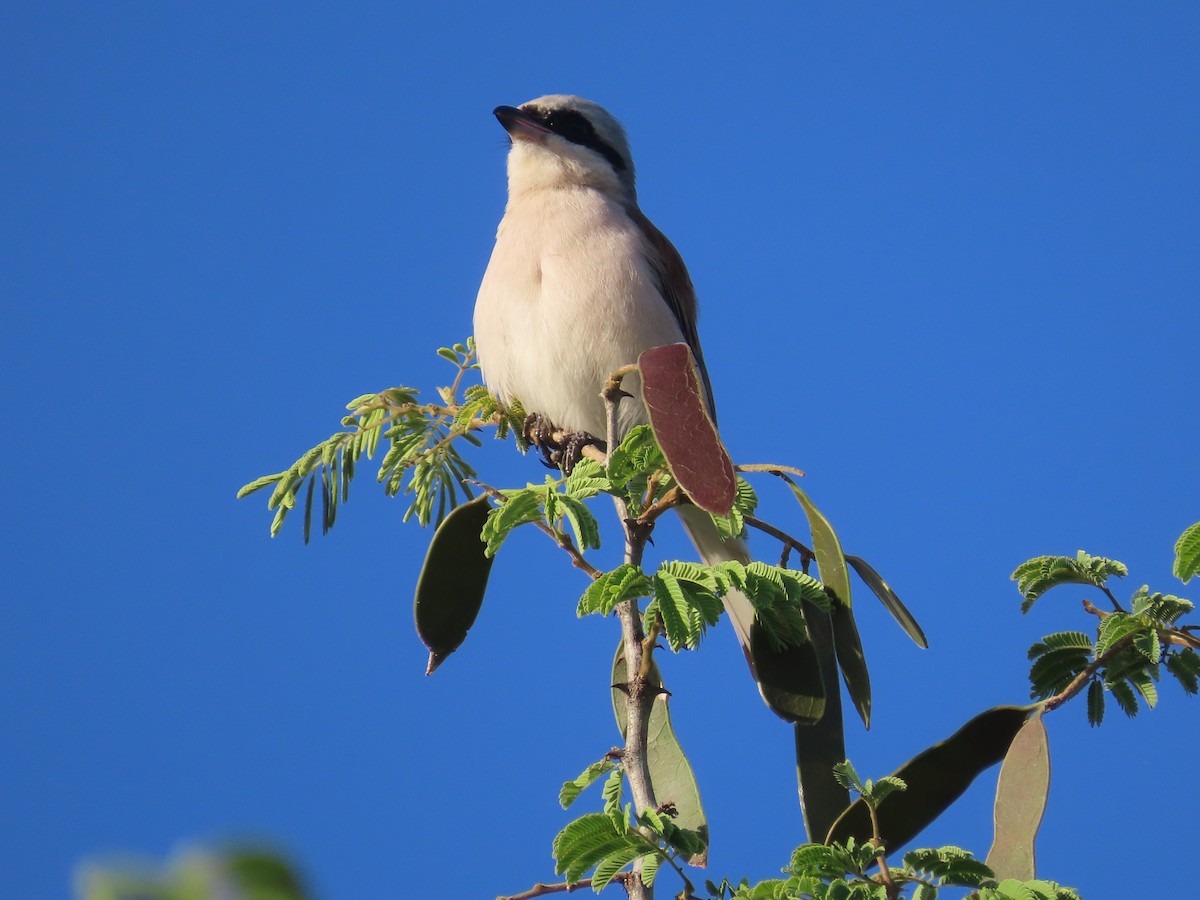 Red-backed Shrike - ML646635514