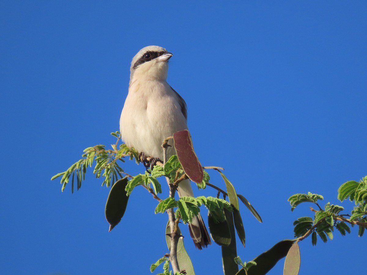 Red-backed Shrike - ML646635515