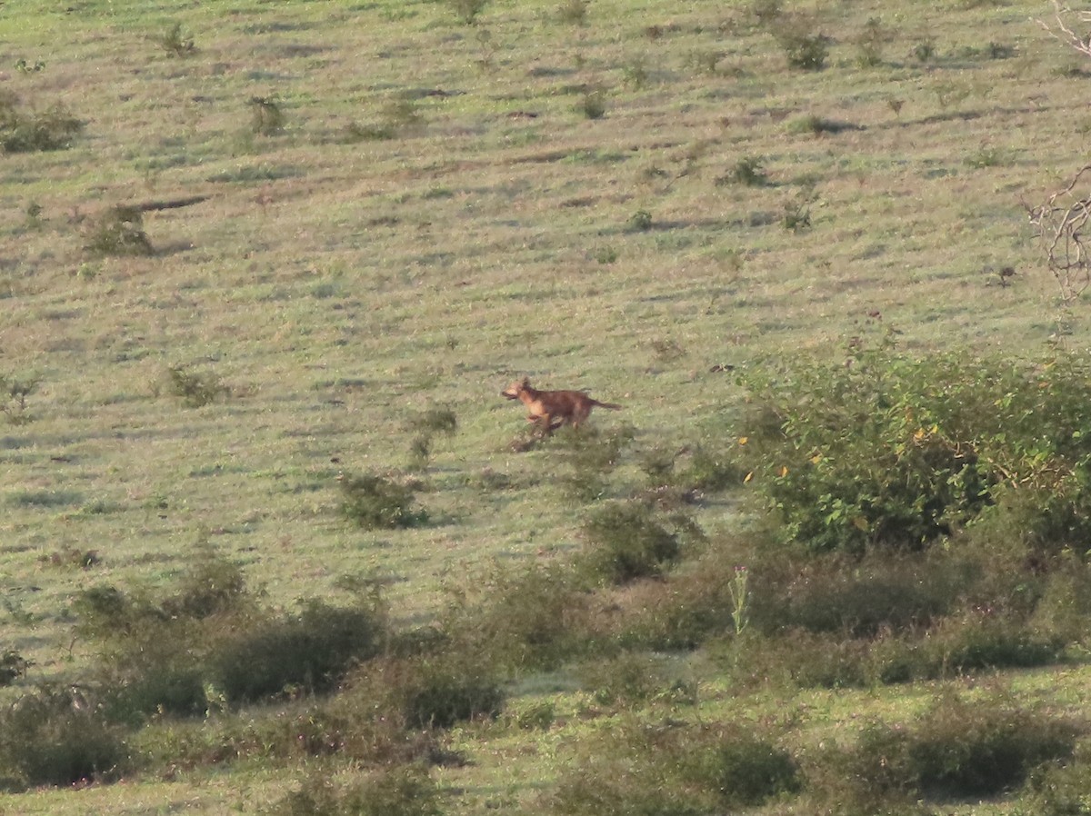 Mammals - ML646635516