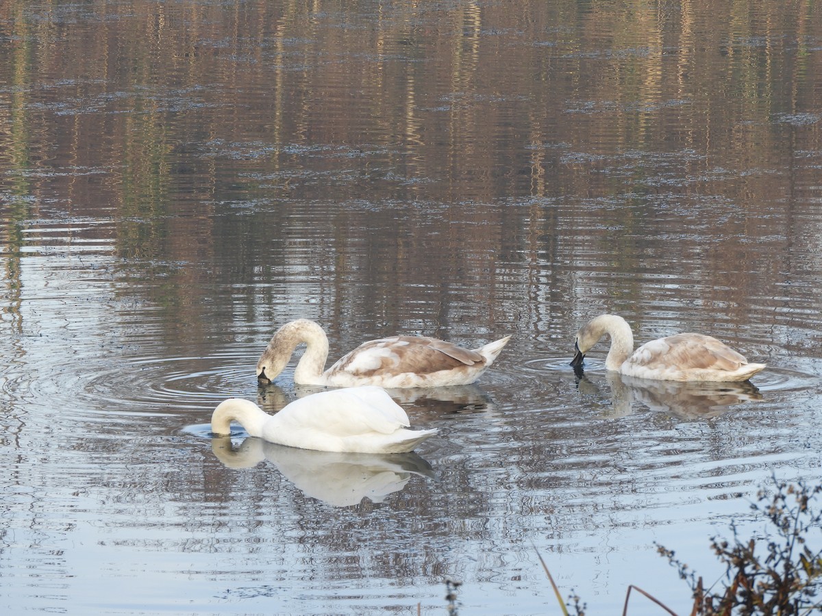 ברבור מצוי - ML646635519