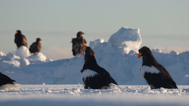 Орлан білоплечий - ML646635520