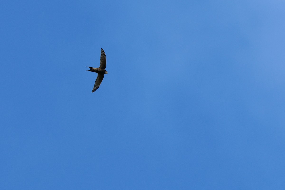 Vencejo Cafre - ML646635522