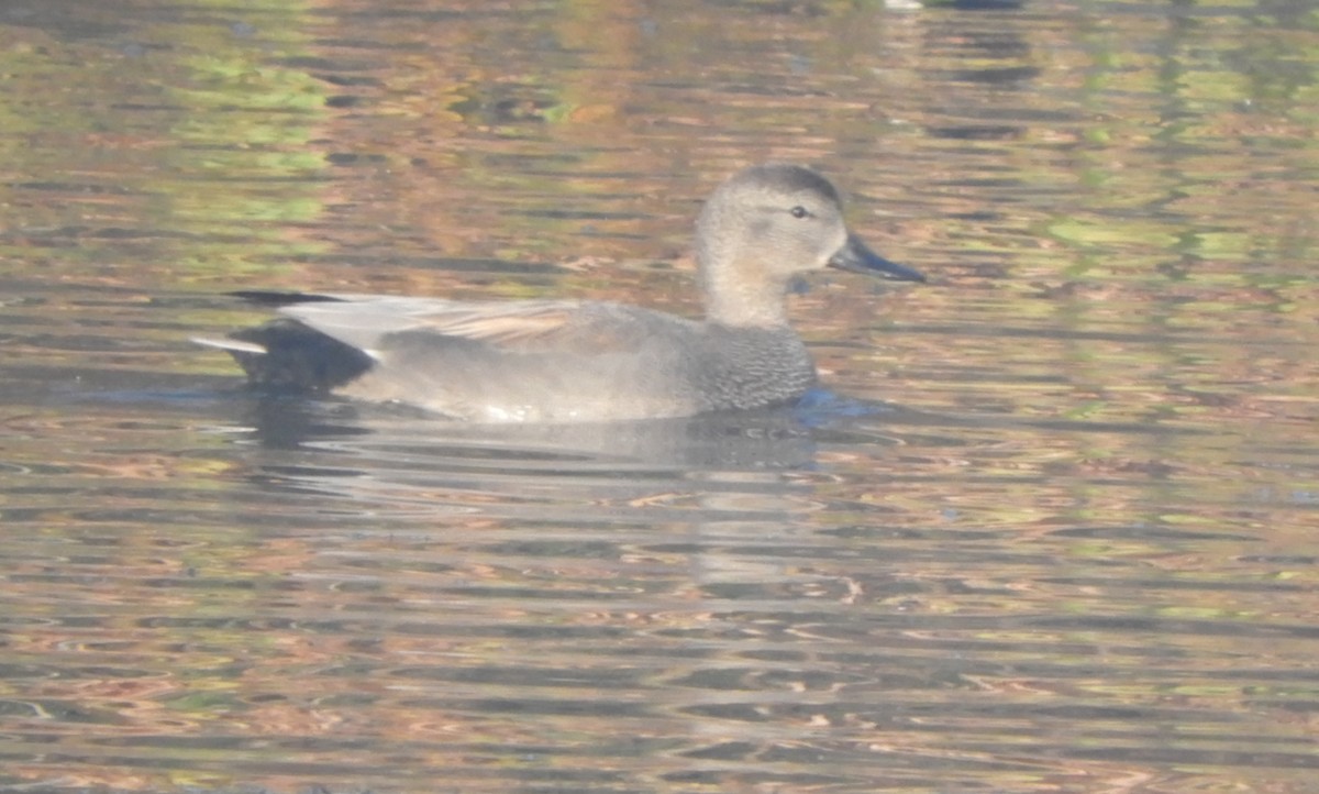 ברווז אפור - ML646635523