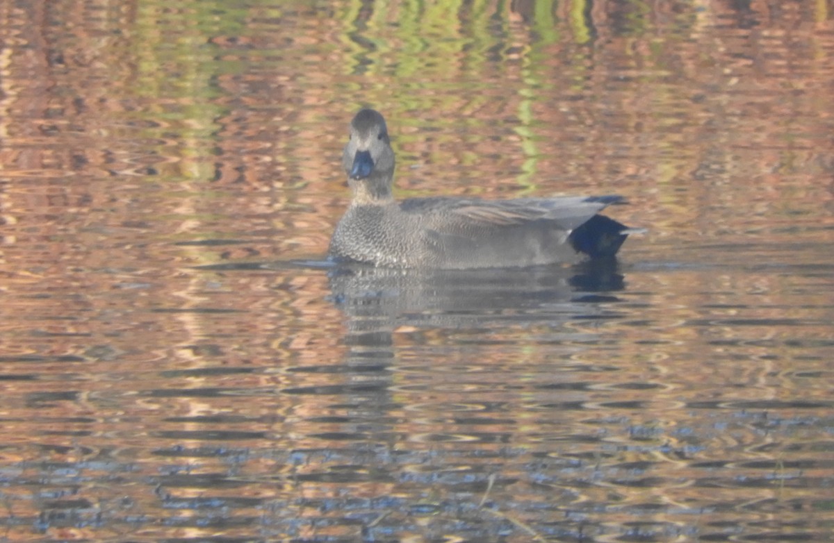 ברווז אפור - ML646635524