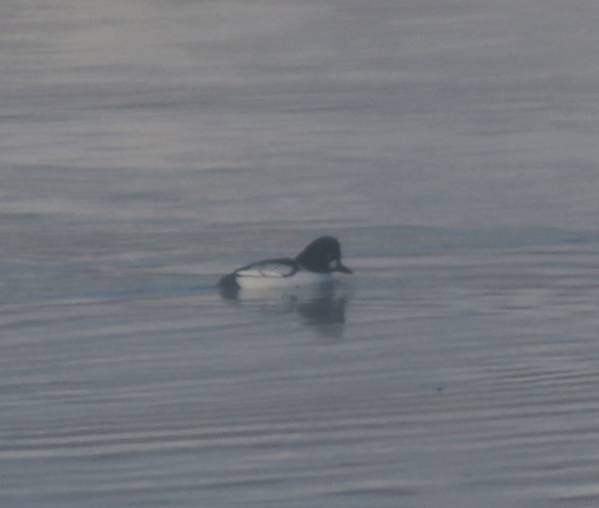 Hybride Garrot à oeil d'or x G. d'Islande - ML646635526