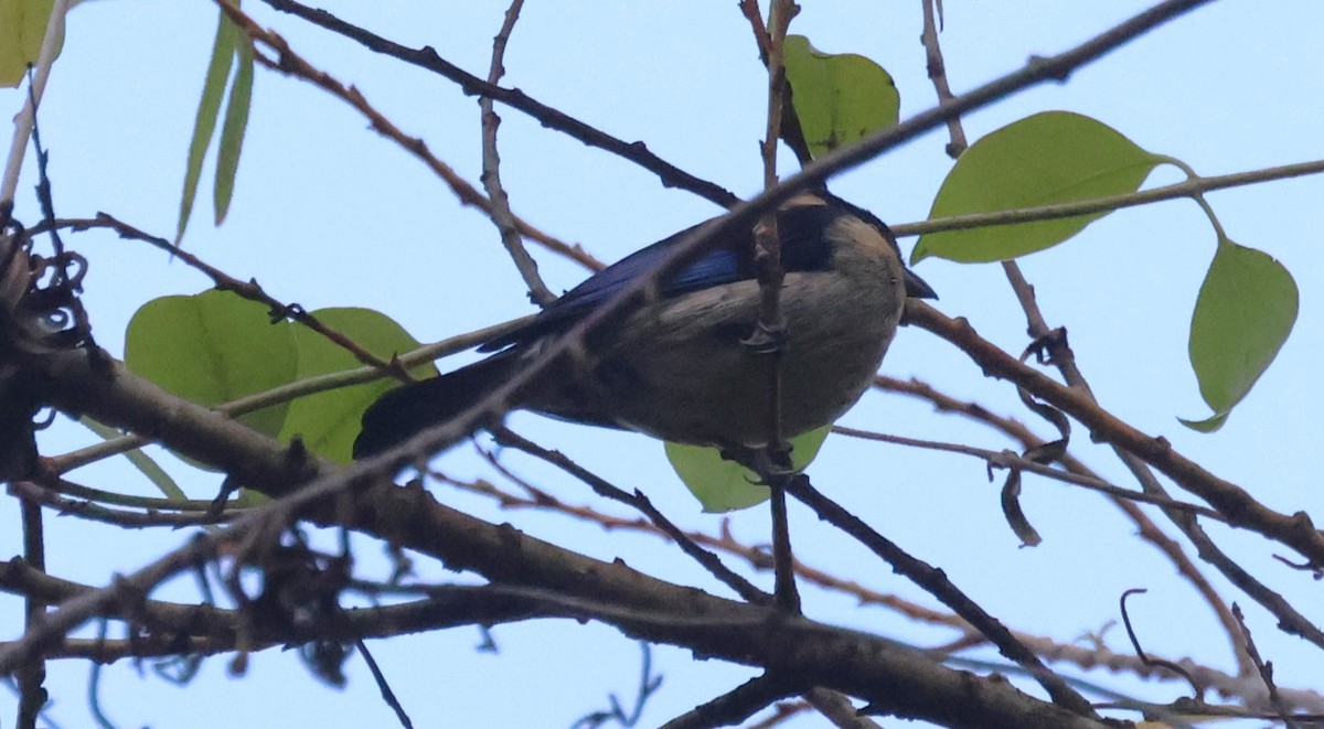 Black-headed Tanager - ML646635528