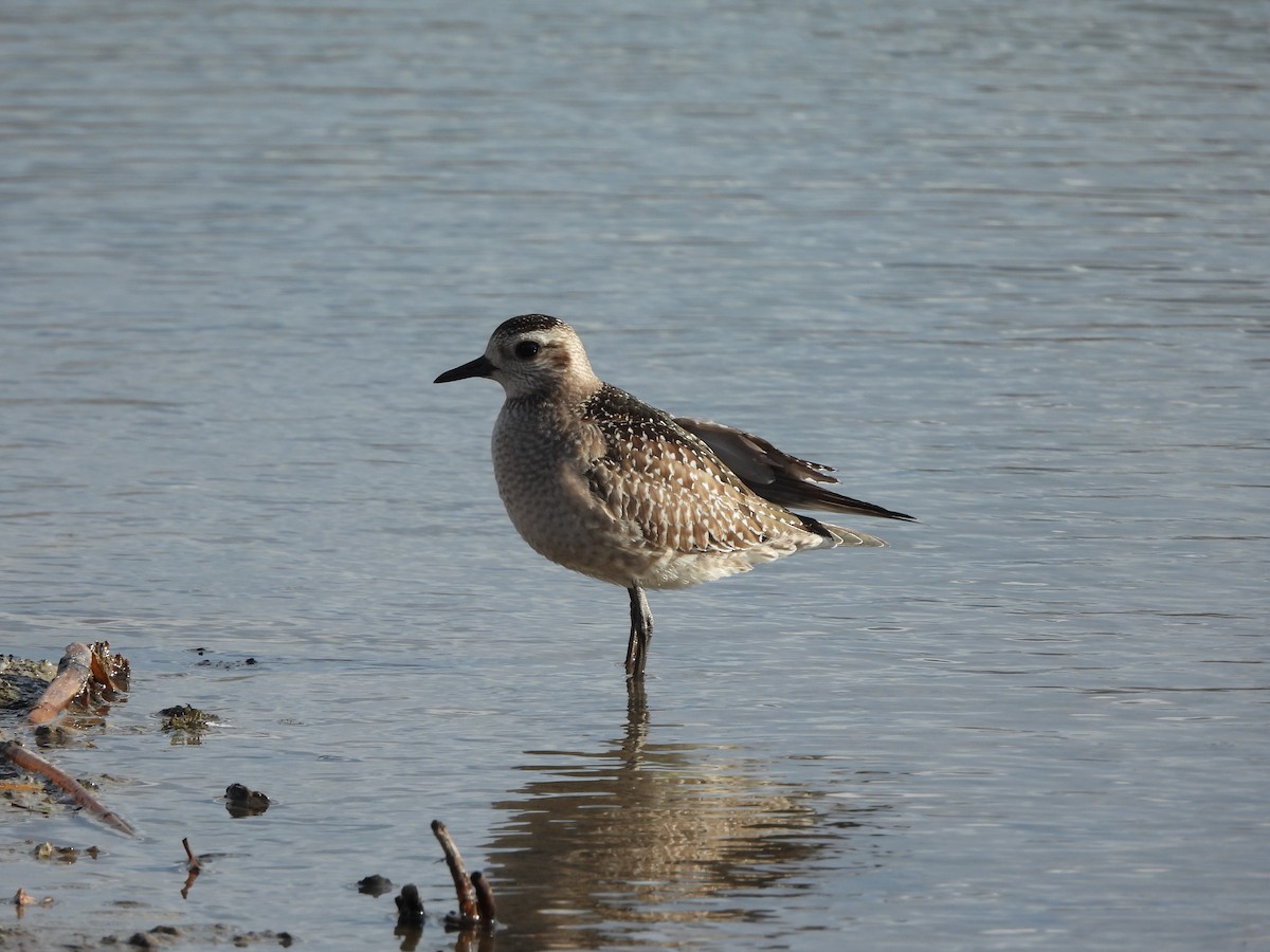 American Golden-Plover - ML646635530
